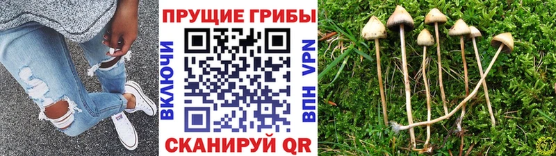 как найти наркотики Эртиль Галлюциногенные грибы Psilocybine cubensis